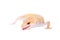 Albino Leopard Gecko on a white background