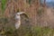 Albino or leucistic red shouldered hawk flying over grasses