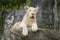 Albino lion lying on the rock