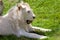 Albino Lion and it\'s Lioness