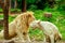 Albino lion sleep on green grass background in zoo