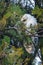 Albino long-eared owl - Asio Otus