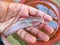 Albino magur fish clarias batrachus fish in hand of a farmer in nice blur background