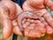 Albino magur fish clarias batrachus fish in hand of a farmer in nice blur background