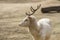 Albino Male of Fallow Deer in summer