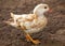 Albino Mandarin Duck (Aix galericulata) in Phoenix Park, Dublin, Ireland