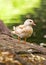 Albino Mandarin Duck (Aix galericulata) in Phoenix Park, Dublin, Ireland