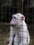 Albino monkey trapped in a cage sanctuary