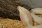 Albino Monocellate Cobra (Naja kaouthia)