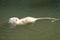 An albino muskrat swims in still water. Albinism is the congenital absence of melanin in an animal, plant, or person.