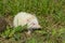 Albino northern white-breasted hedgehog (Erinaceus roumanicus)