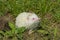 Albino northern white-breasted hedgehog (Erinaceus roumanicus)