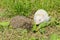Albino northern white-breasted hedgehog (Erinaceus roumanicus)