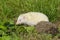 Albino northern white-breasted hedgehog (Erinaceus roumanicus)