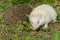 Albino northern white-breasted hedgehog (Erinaceus roumanicus)