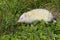 Albino northern white-breasted hedgehog (Erinaceus roumanicus)