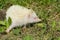 Albino northern white-breasted hedgehog (Erinaceus roumanicus)