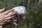 Albino northern white-breasted hedgehog (Erinaceus roumanicus)