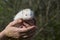 Albino northern white-breasted hedgehog (Erinaceus roumanicus)