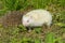 Albino northern white-breasted hedgehog (Erinaceus roumanicus)