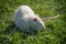 Albino nutria in the grass