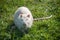 Albino nutria in the grass