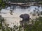 an albino Nutria is an invasive species in Europe