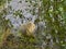 an albino Nutria is an invasive species in Europe