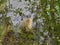 an albino Nutria is an invasive species in Europe