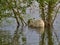 an albino Nutria is an invasive species in Europe