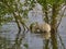 an albino Nutria is an invasive species in Europe