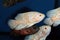 Albino Oscar (Astronotus ocellatus) aquarium fish