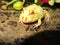 Albino Pacman Frog Tree Wildlife