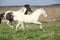 Albino and paint horse running