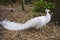 Albino Peacock