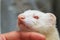 Albino pet ferret being petted in the lap