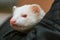 Albino pet ferret being petted in the lap