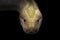 Albino phyton head in the dark