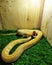 Albino Phyton Snake