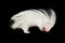 Albino porcupine isolated