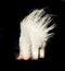 Albino porcupine isolated