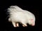 Albino porcupine isolated