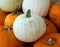 Albino pumpkins, white pumpkins can be referred to and sold under many names,