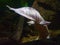 Albino Queensland Lungfish swimming away