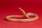 Albino radiated ratsnake on red background. Exotic pet studio shot. Coelognathus radiatus