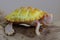 An albino red ear slider tortoise is basking on dry logs.