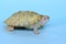 An albino red ear slider tortoise is basking on dry logs.