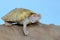 An albino red ear slider tortoise is basking on dry logs.