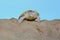 An albino red ear slider tortoise is basking on dry logs.