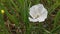 Albino red poppy flower in grassland